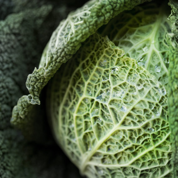 A close up photo of a head of cabbage.
